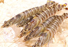 画像をギャラリービューアに読み込む, 《凍眠凍結》活き〆瞬間冷凍天草晩柑車海老 普通サイズ 900g(150g・6~8尾前後×6パック)<刺身でも食べられます><熨斗対応可>